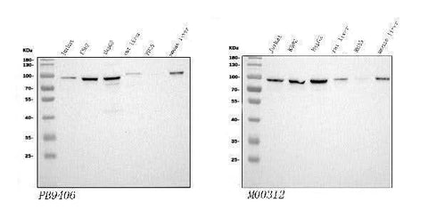 Anti-STIM1 Antibody Picoband® Boster Bio
