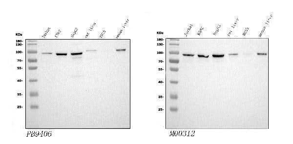 Anti-STIM1 Antibody Picoband® Boster Bio