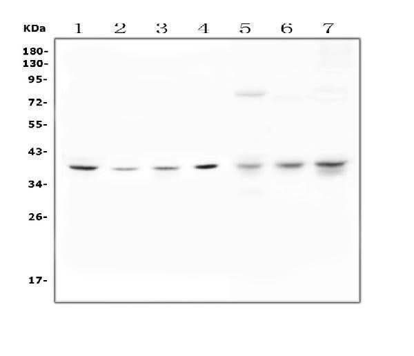 Anti-Unrip/STRAP Antibody Picoband® Boster Bio