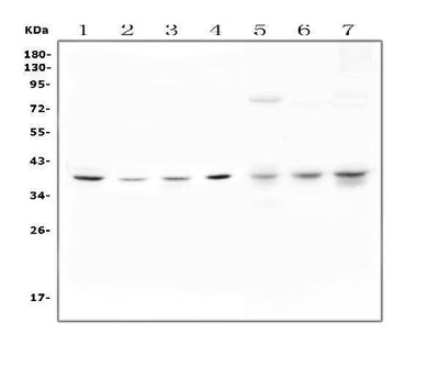 Anti-Unrip/STRAP Antibody Picoband® Boster Bio