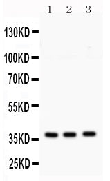 Anti-Syntaxin 1a/STX1A Antibody Picoband® Boster Bio