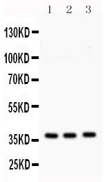 Anti-Syntaxin 1a/STX1A Antibody Picoband® Boster Bio