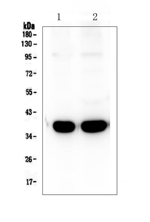Anti-Synaptophysin/SYP Antibody Picoband® Boster Bio