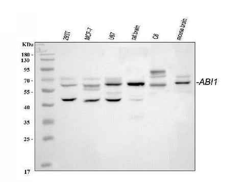 Anti-SSH3BP1/ABI1 Antibody Picoband® Boster Bio