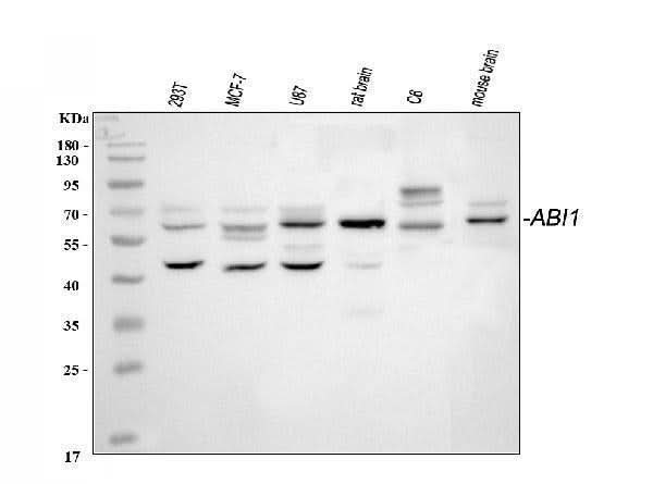 Anti-SSH3BP1/ABI1 Antibody Picoband® Boster Bio