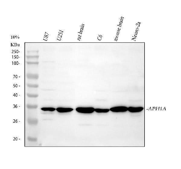 Anti-APH1a Antibody Picoband® Boster Bio
