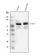 Anti-Ataxin 1/ATXN1 Antibody Picoband® Boster Bio