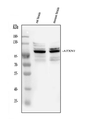 Anti-Ataxin 1/ATXN1 Antibody Picoband® Boster Bio