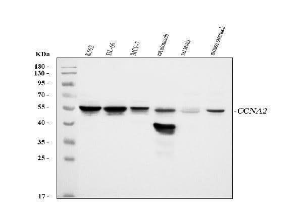 Anti-Cyclin A2/CCNA2 Antibody Picoband® Boster Bio