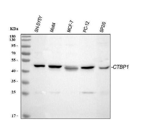 Anti-CtBP1 Antibody Picoband® Boster Bio