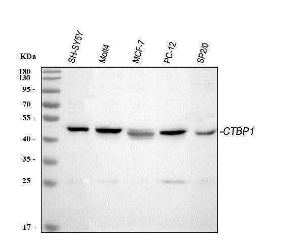 Anti-CtBP1 Antibody Picoband® Boster Bio