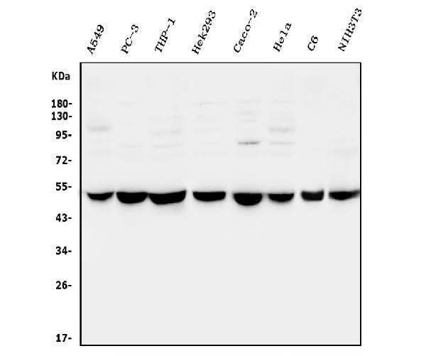 Anti-CTBP2 Antibody Picoband® Boster Bio