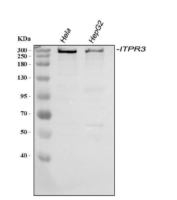 Anti-ITPR3 Antibody Picoband® Boster Bio