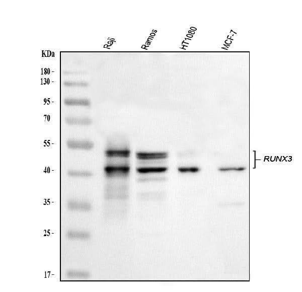 Anti-RUNX3 Antibody Picoband® Boster Bio