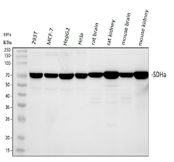 Anti-SDHA Antibody Picoband® Boster Bio