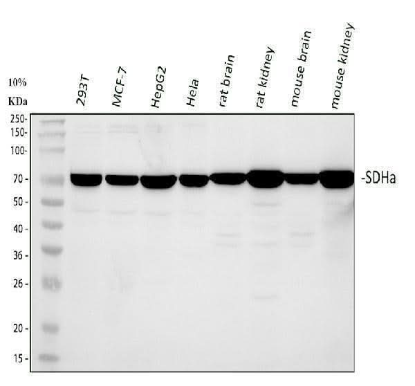 Anti-SDHA Antibody Picoband® Boster Bio
