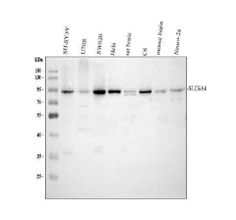 Anti-Serotonin transporter/SLC6A4 Antibody Picoband® Boster Bio
