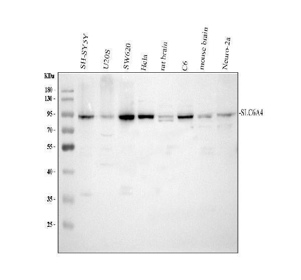 Anti-Serotonin transporter/SLC6A4 Antibody Picoband® Boster Bio