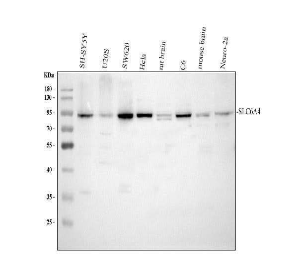 Anti-Serotonin transporter/SLC6A4 Antibody Picoband® Boster Bio