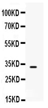 Anti-SNAI3 Antibody Picoband® Boster Bio