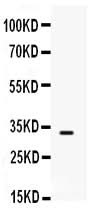 Anti-SNAI3 Antibody Picoband® Boster Bio
