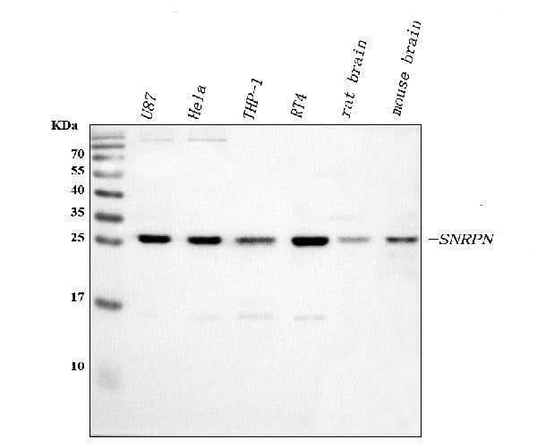 Anti-SNRPN Antibody Picoband® Boster Bio