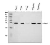 Anti-SOD2 Antibody Picoband® Boster Bio