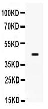 Anti-Sp5 Antibody Picoband® Boster Bio