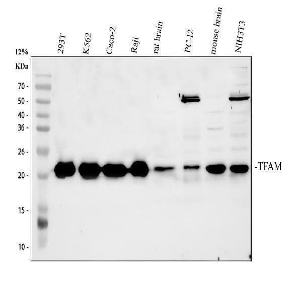 Anti-mtTFA/TFAM Antibody Picoband® Boster Bio