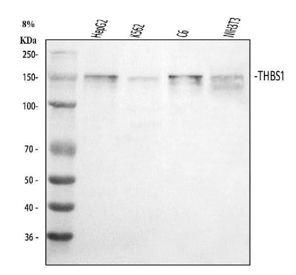 Anti-Thrombospondin/THBS1 Antibody Picoband® Boster Bio