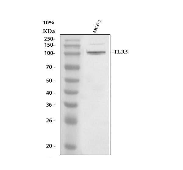 Anti-TLR5 Antibody Picoband® Boster Bio