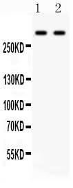 Anti-Versican/VCAN Antibody Picoband® Boster Bio