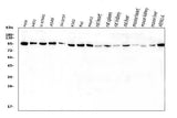 Anti-VCP Antibody Picoband® Boster Bio