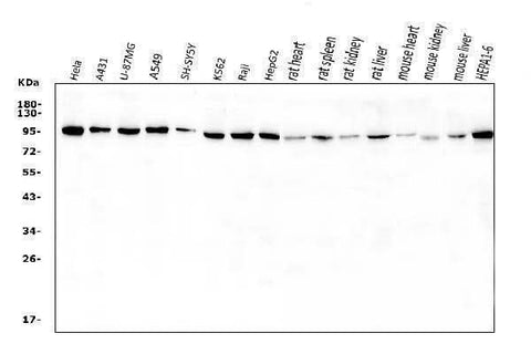 Anti-VCP Antibody Picoband® Boster Bio