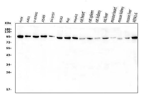 Anti-VCP Antibody Picoband® Boster Bio