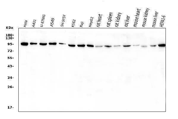 Anti-VCP Antibody Picoband® Boster Bio