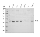 Anti-Wnt1 Antibody Picoband® Boster Bio