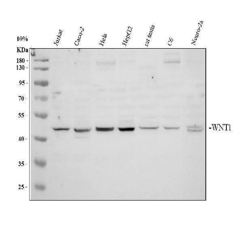 Anti-Wnt1 Antibody Picoband® Boster Bio