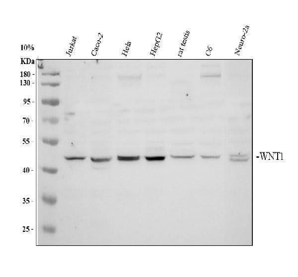 Anti-Wnt1 Antibody Picoband® Boster Bio