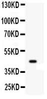 Anti-Wnt2b Antibody Picoband® Boster Bio