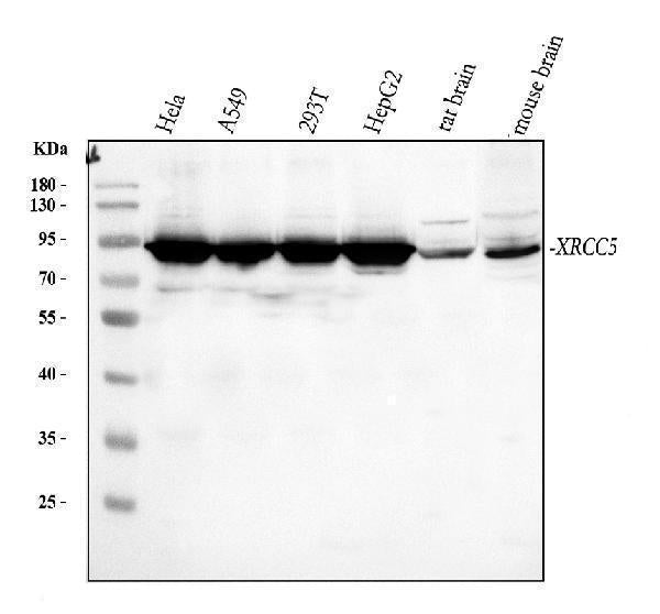 Anti-Ku80/XRCC5 Antibody Picoband® Boster Bio