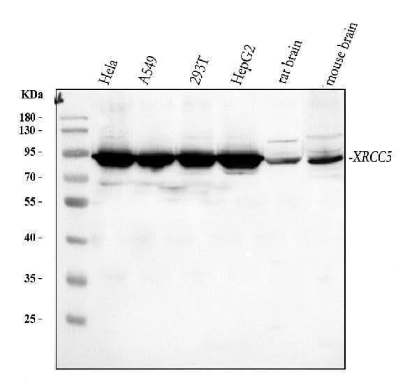 Anti-Ku80/XRCC5 Antibody Picoband® Boster Bio