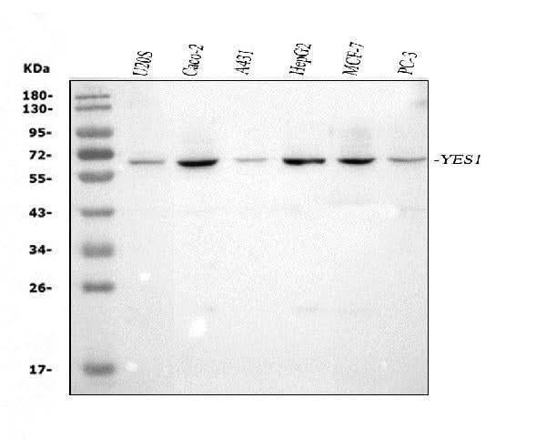 Anti-Yes1 Antibody Picoband® Boster Bio