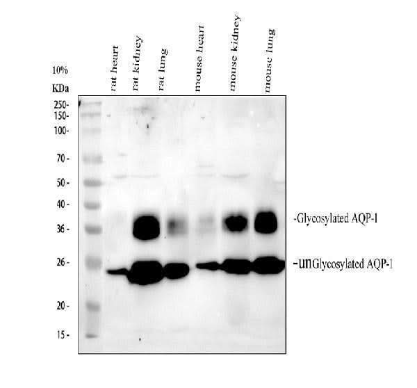 Anti-Aquaporin 1/AQP1 Antibody Picoband® Boster Bio