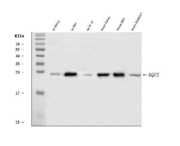 Anti-Aquaporin 2/AQP2 Antibody Picoband® Boster Bio