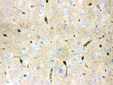 Anti-Aquaporin 4/AQP4 Antibody Picoband® Boster Bio