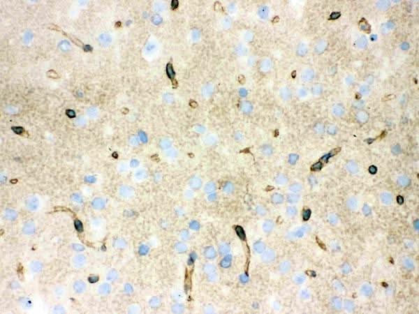 Anti-Aquaporin 4/AQP4 Antibody Picoband® Boster Bio