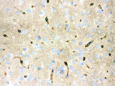 Anti-Aquaporin 4/AQP4 Antibody Picoband® Boster Bio