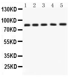 Anti-APLP1 Antibody Picoband® Boster Bio