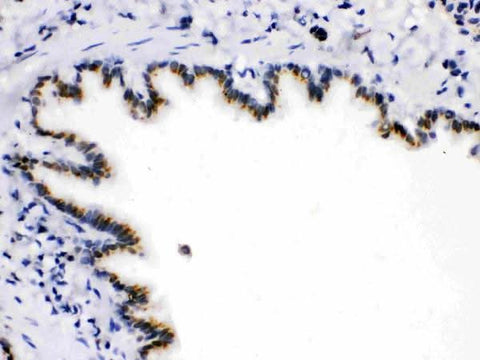 Anti-ARSA Antibody Picoband® Boster Bio